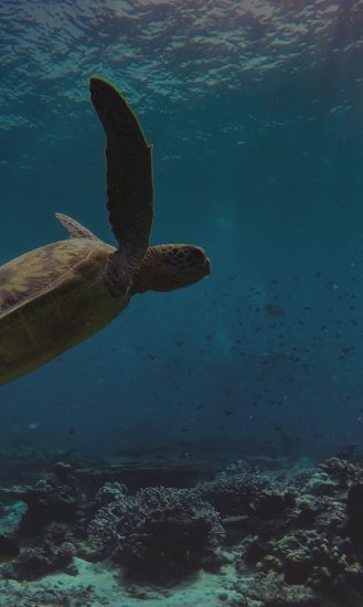 Diving in Cozumel