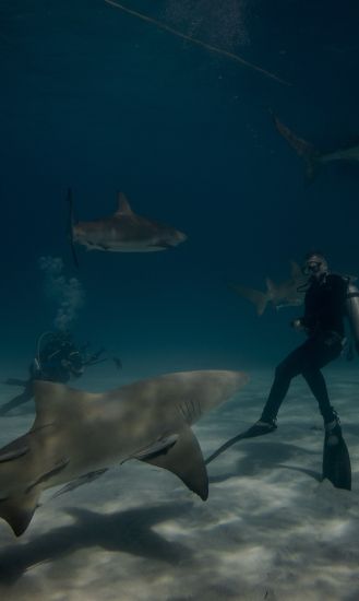 Feeding or Sighting of Bull Sharks