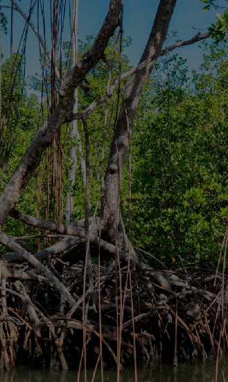 Excursion to Los Haitises National Park - Eastern Paradise