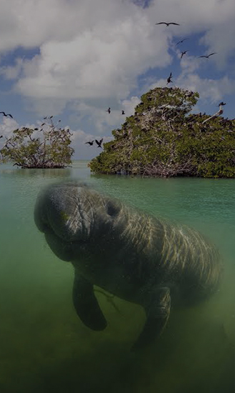 Xplora Manatee