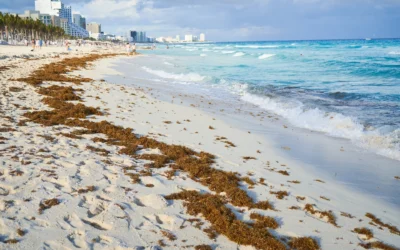 Sargazo en la Riviera Maya: todo lo que tienes que saber